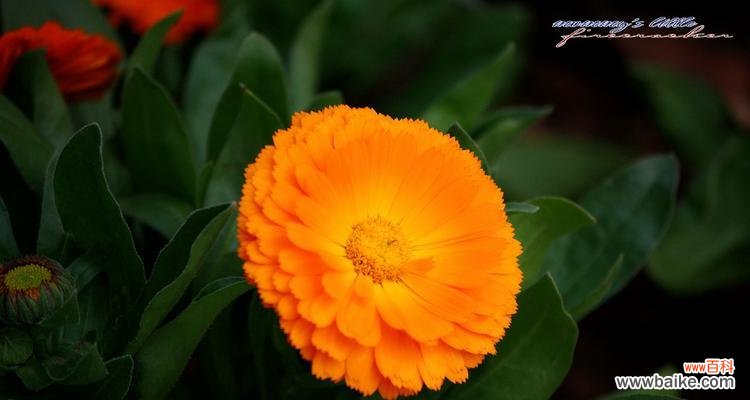 金盏菊的美丽花语和神奇传说 金盏菊花语传说