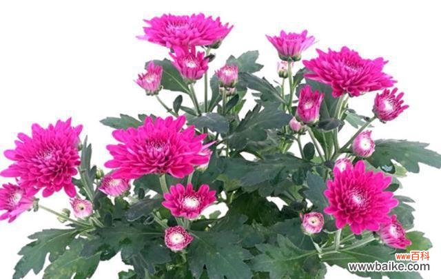 从古代到现代 菊花的象征意义与文化内涵