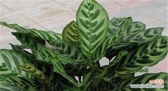 孔雀竹芋的独特象征和寓意 孔雀竹芋花语的深意