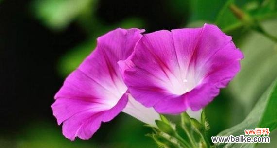 探索喇叭花的神秘语言 喇叭花的花语及其象征意义