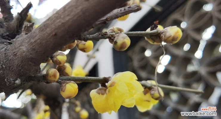 传递爱与勇气的美丽之花 腊梅花