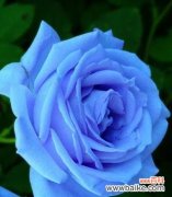 探寻蓝色玫瑰的特殊象征意义 蓝色玫瑰的花语及其深刻含义