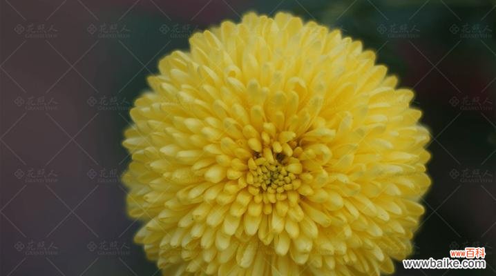 传递希望与坚韧的花语 李叶绣线菊之花语寓意