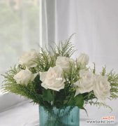 探究荔枝玫瑰所传达的情感与祝福 荔枝玫瑰的花语与意义