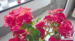 探寻丽格海棠的含义和象征 丽格海棠的花语和寓意