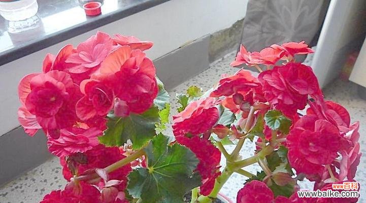 探寻丽格海棠的含义和象征 丽格海棠的花语和寓意