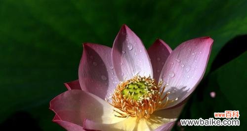 探秘莲花的象征意义 以莲花的花语是什么