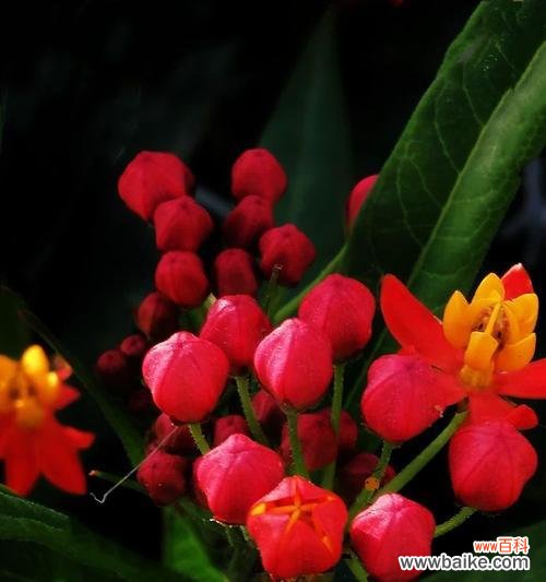 哪种花象征自由不愿被拘束？