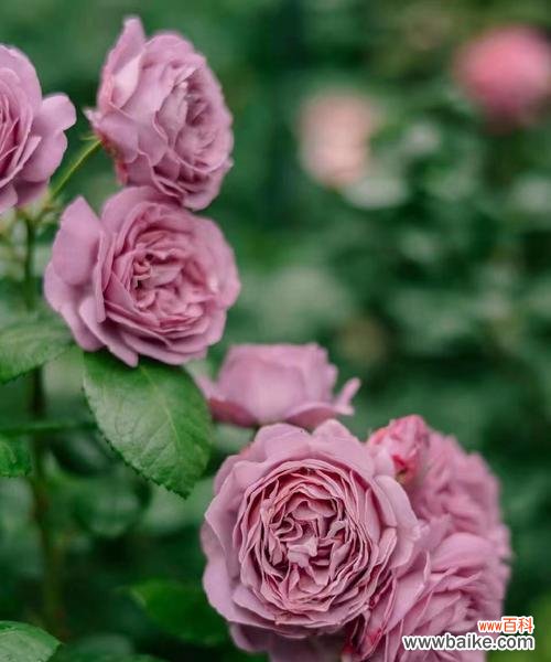 哪种花象征自由不愿被拘束？