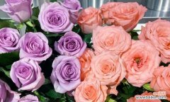 哪种花象征自由不愿被拘束？