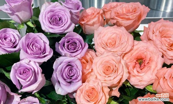 哪种花象征自由不愿被拘束？