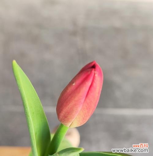 自由快乐的花语具体是什么意思？