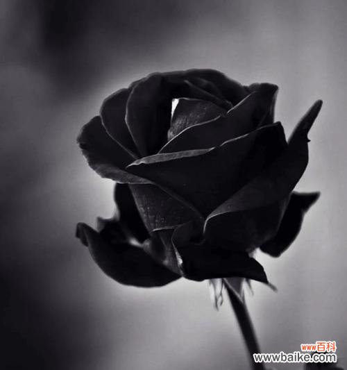 黑色玫瑰的花语是什么？黑色玫瑰代表什么？