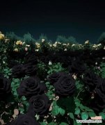 黑色玫瑰的花语是什么？黑色玫瑰代表什么？