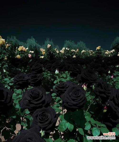 黑色玫瑰的花语是什么？黑色玫瑰代表什么？