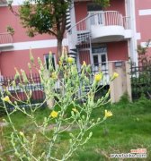 生菜花语是什么意思？网络用语中的生菜花语含义是什么？