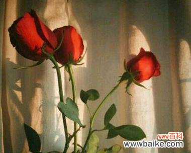 头像中一堆玫瑰花有何寓意？它传递了什么信息？