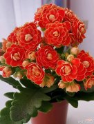 长寿花的花语有何美好寓意？