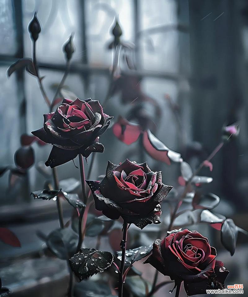 黄色妖姬玫瑰的花语寓意有何特别之处？