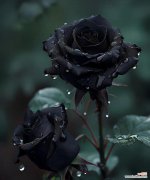 黄色妖姬玫瑰的花语寓意有何特别之处？