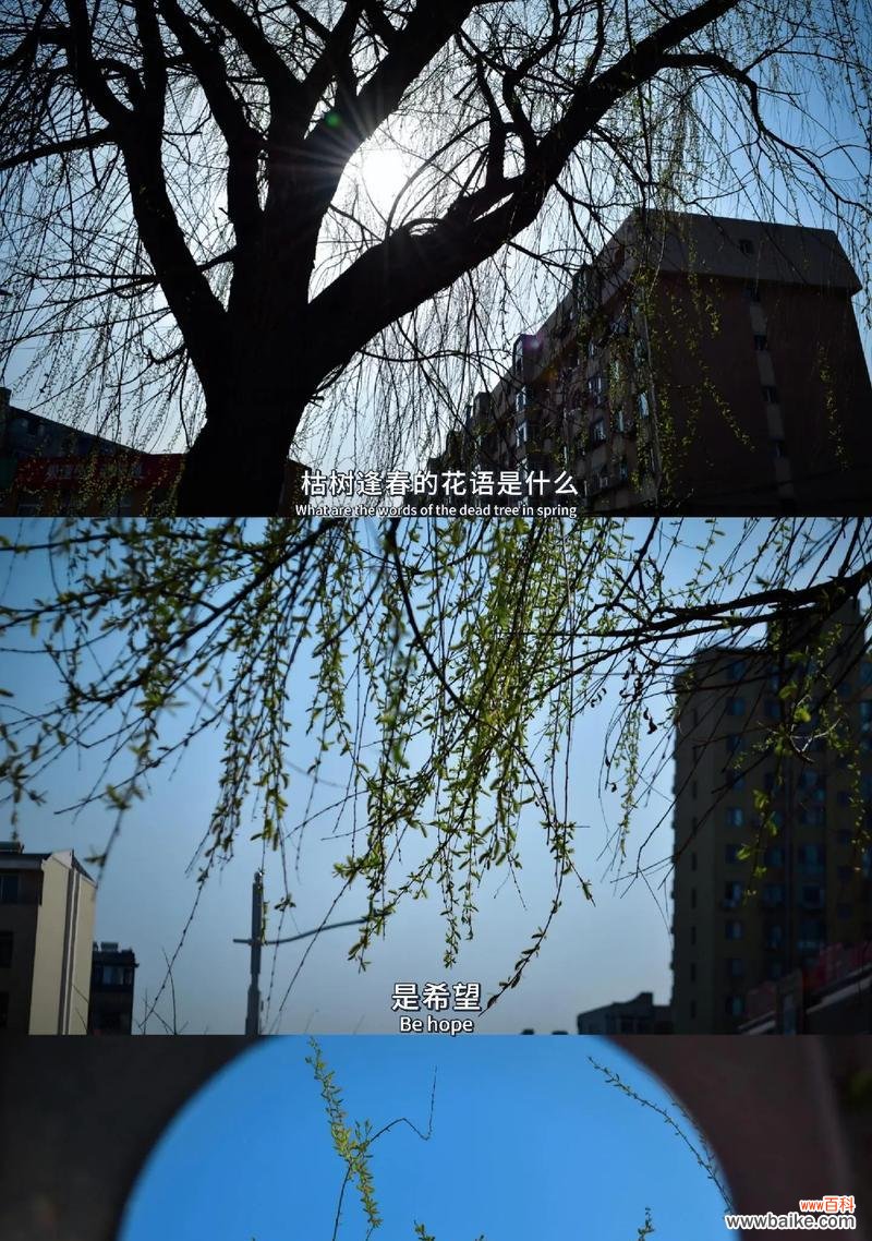 枯树没有花还有花语吗?为什么枯树没有花语?