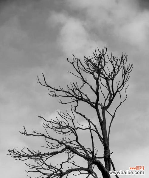 枯树没有花还有花语吗?为什么枯树没有花语?