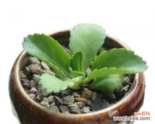 欢乐豆多肉植物的花语有何寓意？