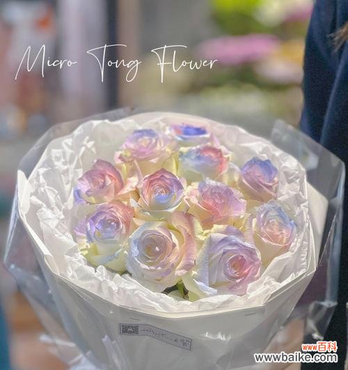 52朵人鱼姬玫瑰花语有何含义？人鱼姬玫瑰代表了什么？