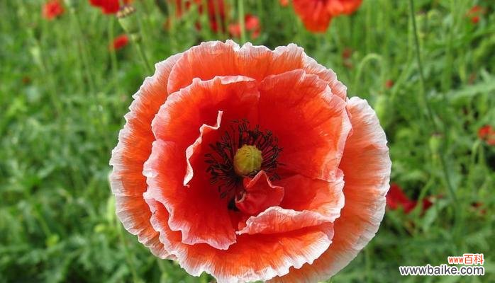 情人泪代表了什么花语?