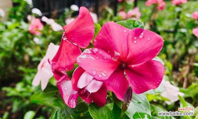 葫芦的花语含义是什么？它在文化中代表了什么？