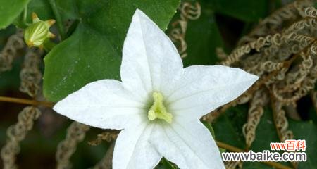 葫芦的花语含义是什么？它在文化中代表了什么？