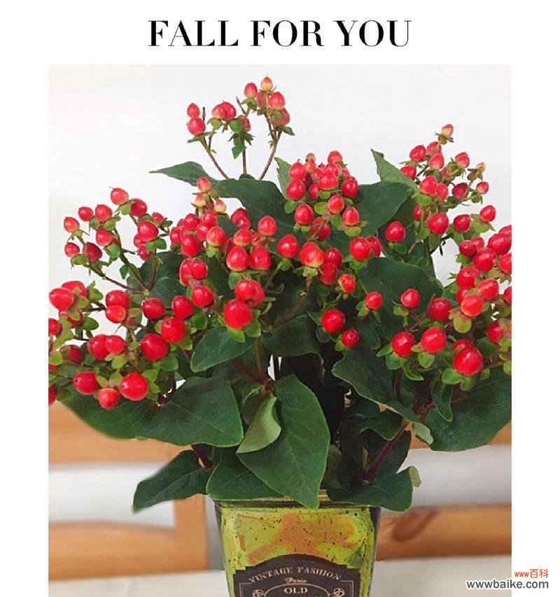 哪些花的花语不被认为是浪漫的？它们代表什么？