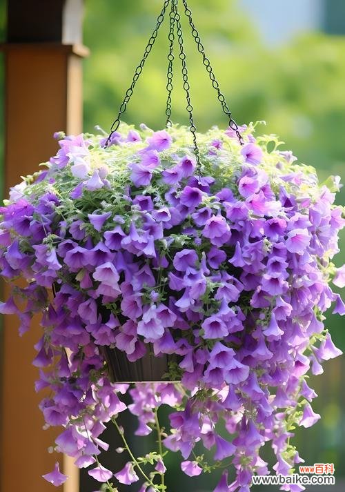 哪些花的花语不被认为是浪漫的？它们代表什么？