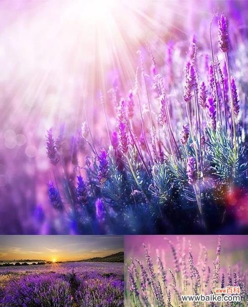 羽叶薰衣草的花语代表什么？