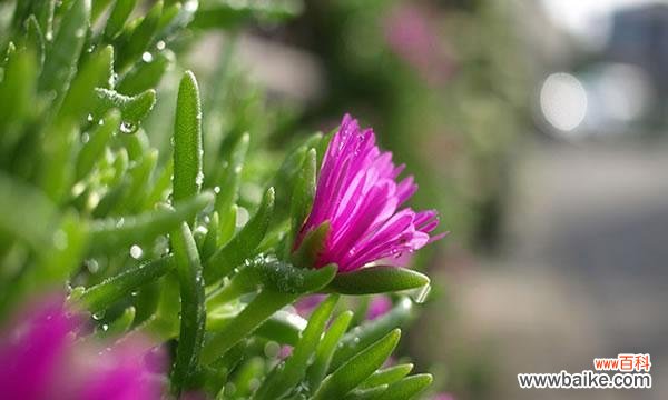 揭开以木春菊的花语之谜,探寻它背后的传说 以木春菊的花语和传说——寓意与神秘