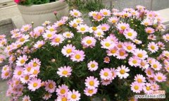 揭开以木春菊的花语之谜，探寻它背后的传说 以木春菊的花语和传说——寓意与神秘