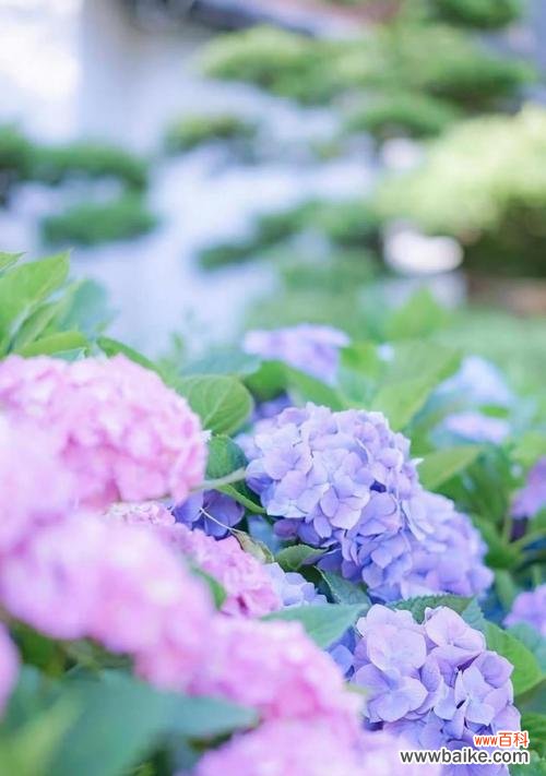 揭示以木绣球的神秘寓意 以木绣球的花语与意义