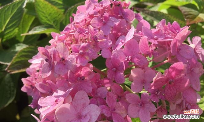 揭示以木绣球的神秘寓意 以木绣球的花语与意义