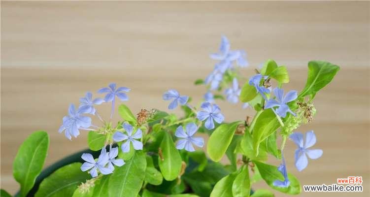 探寻以欧石楠的深意，解读花语之谜 以欧石楠的花语是什么