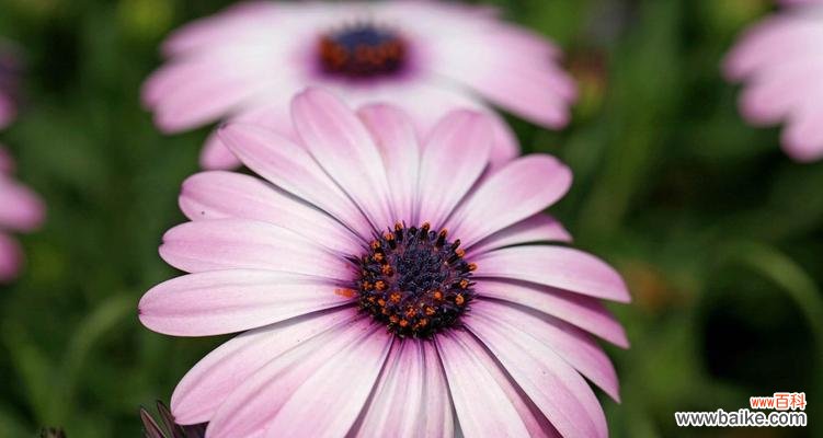 深入探究南非万寿菊的花语与象征意义 南非万寿菊花语揭秘