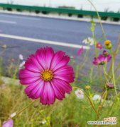 深入探究南非万寿菊的花语与象征意义 南非万寿菊花语揭秘