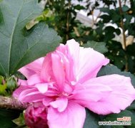 探寻木槿花的花语之美 木槿花语