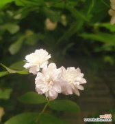 绽放在岁月流转中的幸福与希望 七里香的花语——洋溢着爱与浪漫的芬芳