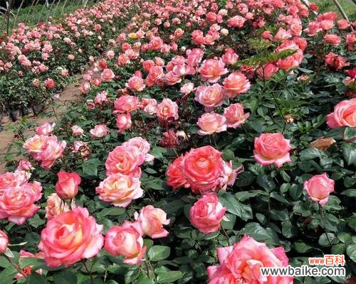 揭秘蓬径的起源、特点和美丽 以蓬径是什么意思？解密迷人的绿色小路