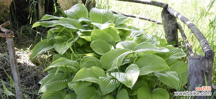 揭秘蓬径的起源、特点和美丽 以蓬径是什么意思？解密迷人的绿色小路