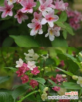 揭秘蓬径的起源、特点和美丽 以蓬径是什么意思？解密迷人的绿色小路