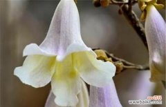 探寻泡桐花背后的意义和魅力 泡桐花的花语与魅力