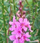 绽放自我、迎接挑战 以千屈菜的花语——坚强与勇敢