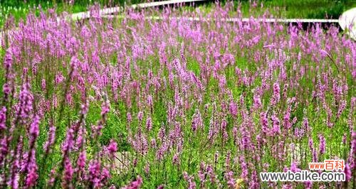 绽放自我、迎接挑战 以千屈菜的花语——坚强与勇敢