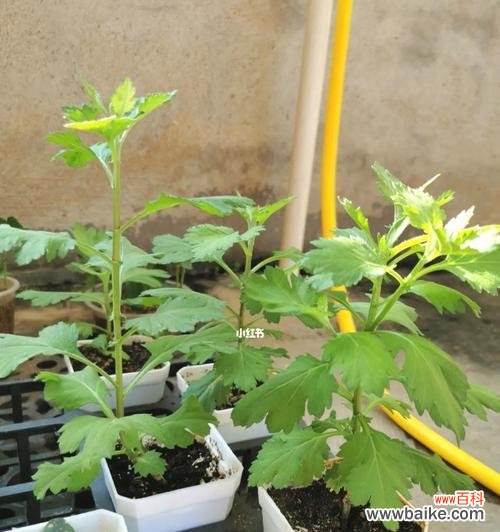 培育新苗，打造花园绿洲 以扦插苗的繁殖方法及技巧